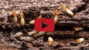 Traitement Termites