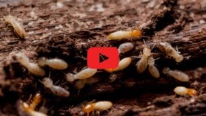Diagnostic Termites Gratuit
